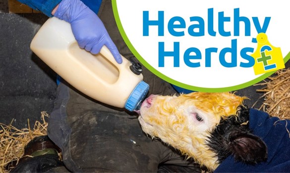 Fresh calf being bottle fed Colostrum